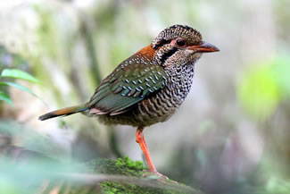 Geschubde grondscharrelaar - Brachypteracias squamiger Geschubde grondscharrelaar - Brachypteracias squamiger